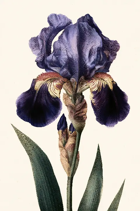The Golden Iris, Vintage Botanical Prints collection — gold wall art by RAGANA Design