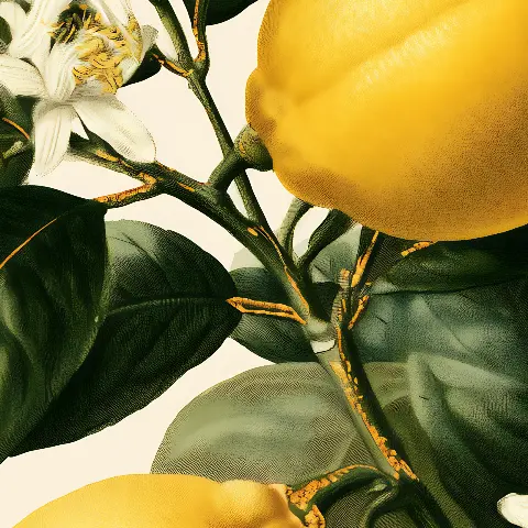 The Lemon Branch – detail